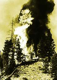 Image of the forest on fire.