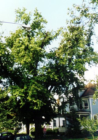 Image of one of the largest maple trees in a neighborhood in Wheeling, West Virginia.