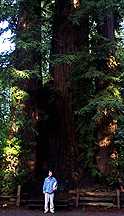 Image of large redwoods in Henry Cowell Redwoods State Park.  The person stands 5'11" tall.
