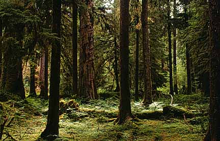 Image of an open space caused by a blow-down of trees in the Hoh Rain Forest, Washington. 