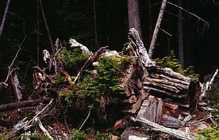 Image of a nurse log.