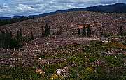 Image of a clearcut in the Olympic National Forest, Washington.  This image links to a more detailed image.