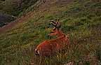 Image of a Columbia black tail deer near treeline in Olympic National Park, Washington.  This image links to a more detailed image.