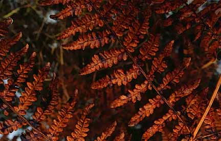 Image of a bracken fern.