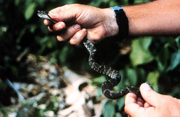 Image of a man holding a small snake.