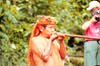 Image of a Yagua tribesman using a blowgun.  This image links to a more detailed image.