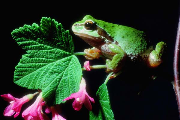 Image of a green frog sitting on a branch.