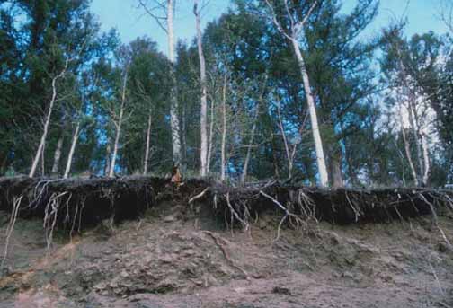 Image showing soil erosion due to deforestation.