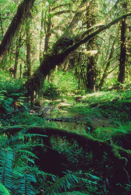 Image of a rainforest.