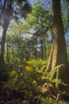 Image of a rainforest.  This image links to a more detailed image.