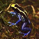 Image of a blue dart frog.  This image links to a more detailed image.