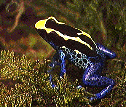 Image of a colorful species of poison dart frog.