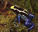 Image of a colorful species of poison dart frog.  This image links to a more detailed image.