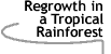 Image that says Regrowth in a Tropical Rainforest.