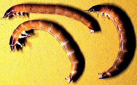 Image of three aquatic beetle larvae.