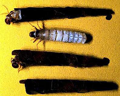 Image of four case-building caddisflies.