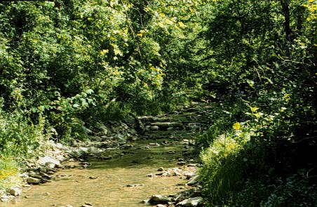 Image of a second-order stream in the headwaters of Wheeling Creek.