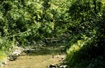 Image of a second-order stream in the headwaters of Wheeling Creek.  This image links to a more detailed image.