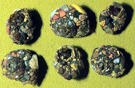 Image of six cadddisfly Helicopsyche boreal shells.