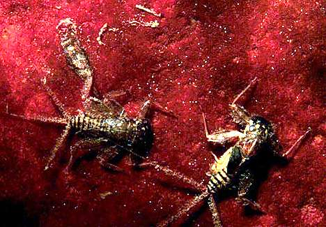 Image of two Mayflies grazing on algae.