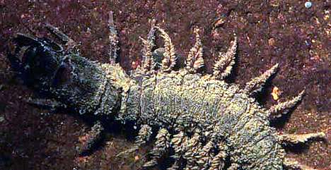 Image of a dobsonfly Corydalus cornutus.