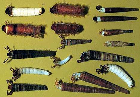 Image of some Brachycentrus larvae.