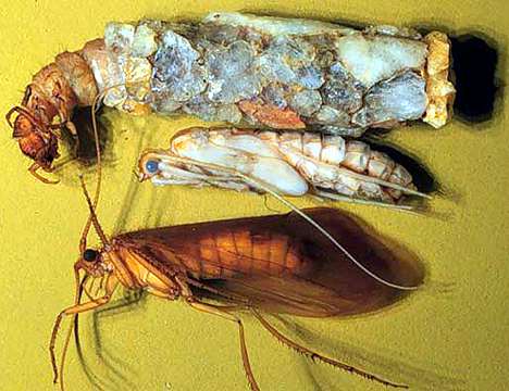 Image showing the different stages of the caddisfly Pycnopsyche Gentilis.