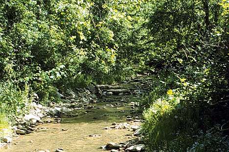 Image of site 25: on third-order Long Run of Wheeling Creek.