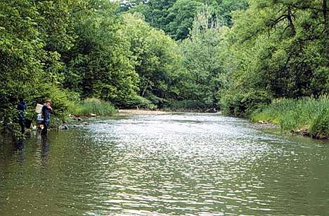Image of Site 51: Fifth-order Enlow Fork, below the confluence of Enlow Fork with fourth-order Robinson Fork of Big Wheeling creek.