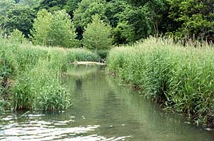 Image of Justicia americana in Wheeling Creek. 