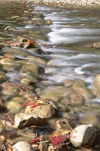 Image of stream water.