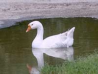 Image of a swan swimming in a lake.