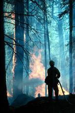 Image of a man standing in a burning forest.